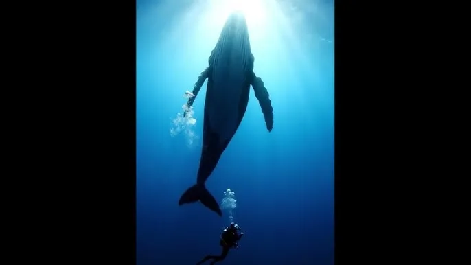 秘密导航视频 - 深蓝星球：探索海洋深处的未知世界